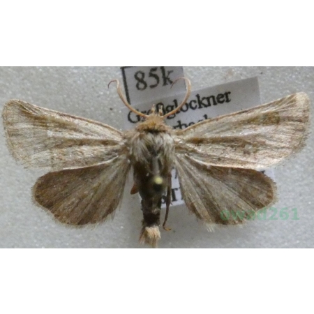 Eriopygodes imbecilla (Fabricius, 1794) Zmierzchówka słabka Austria85k